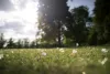 FIeld